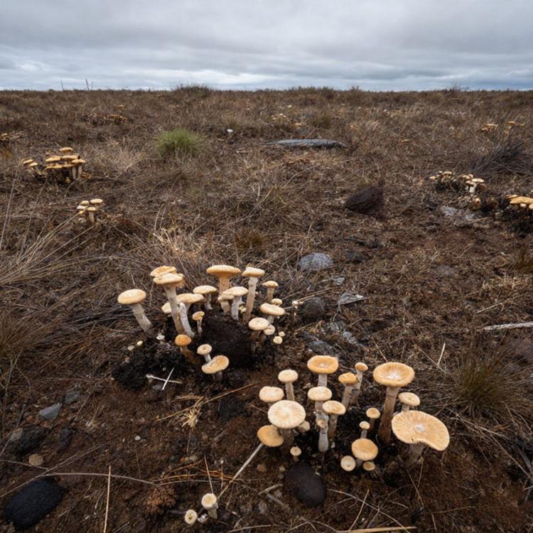 Fungi