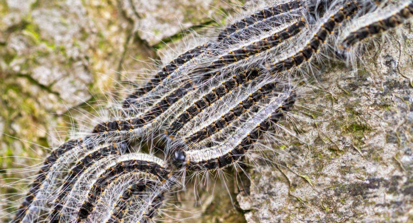 Oak processionary moth caterpillars on an oak tree.
