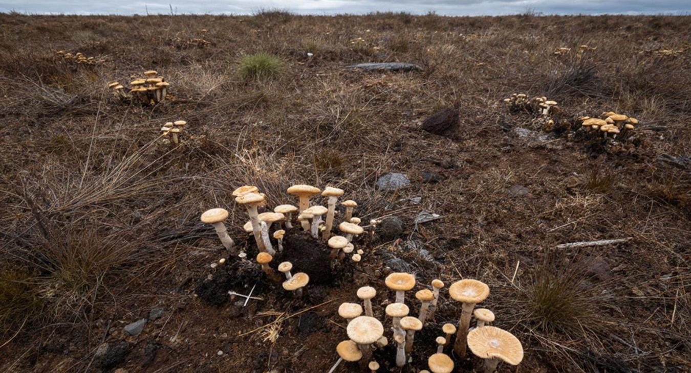 Fungi