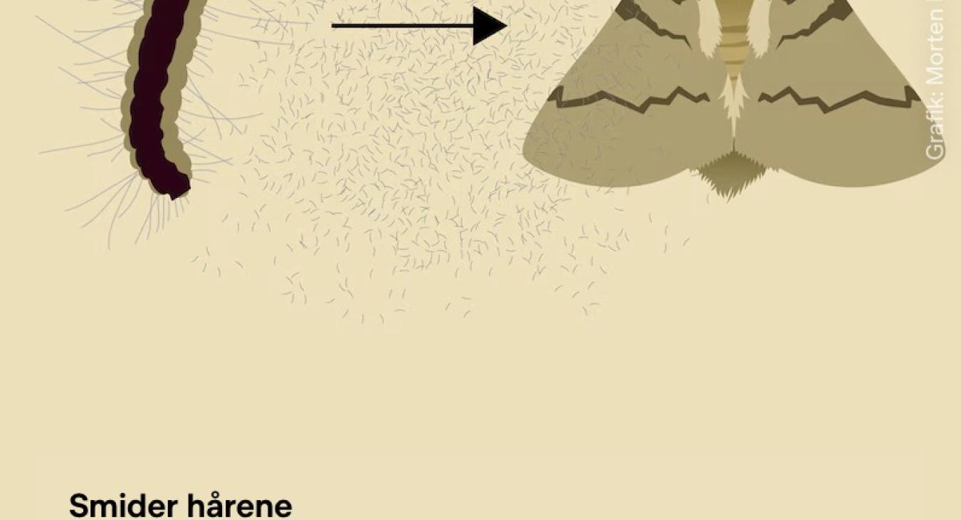 Larvae of moths