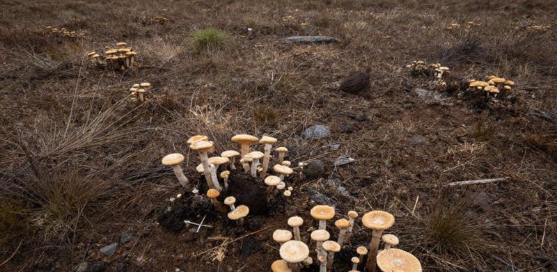 Fungi